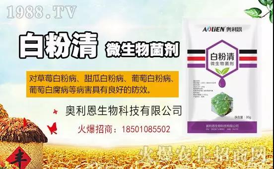 �׷۲�������(f��)�y�p���� ӛס�@��ˎ����Ч���ΰ׷۲����P����