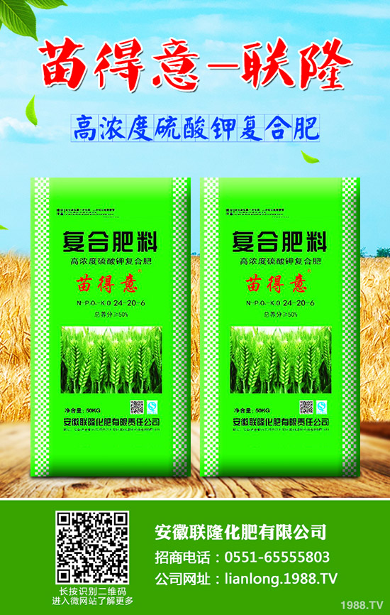 秋季如何種植香菜才能高產(chǎn)?秋季香菜種植技術!