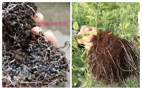 ��΢�������+�ЙC(j��)�ʡ�Ч��ţ����ʩһ���������ʡ���ָ߮a(ch��n)��