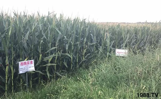 �ٿ���С�����a(ch��n)1471�����pø����ȫ�����������߮a(ch��n)������֮�o����