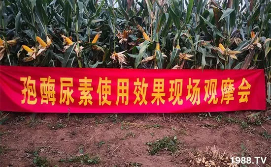 �ٿ���С�����a(ch��n)1471��pø����ȫ�����������߮a(ch��n)������֮�o����