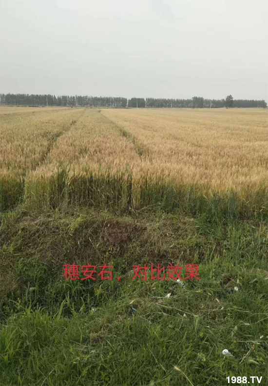 С����ù��Σ�����c(di��n)������С����ù����ʲôˎ��