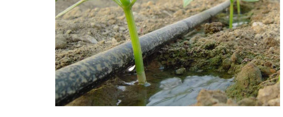 養(yǎng)根促根型有機水溶肥料-一畫農(nóng)業(yè)_09