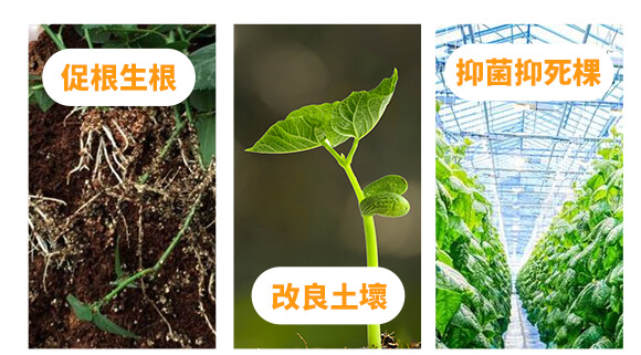 ��Ԫ��-ϲ�r��-�W��ɭ_03