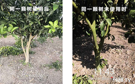 ͬһ�w��(sh��)ʹ�ú��ͬһ�w��(sh��)δʹ�Õr(sh��)��