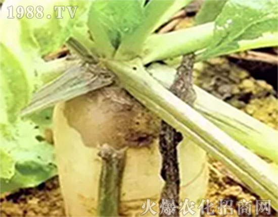 �}��ͻ���~�����ǳ����S�����ׂ���