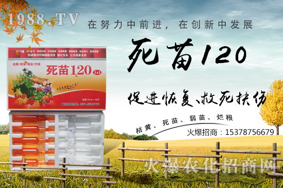  �߲˷Nֲ���L(zh��ng)���������������砀�����W(xu��)��(hu��)�@Щ�������߲����砀�������£�