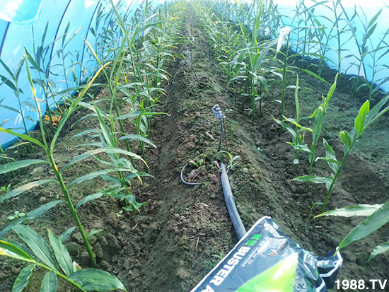     ���׌�Nֲ׃�ø��p�ɣ�һ��(g��)�ײ���ȫ���䷽����˹�ش󽪠I�B(y��ng)�ײͷ�����