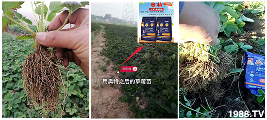     ���׌�Nֲ׃�ø��p����һ��(g��)�ײ���ȫ���䷽����˹�ش󽪠I�B(y��ng)�ײͷ�����