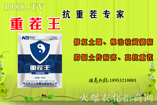 ɽ��ʲô����(ji��)������ɽ�����Ҫ�a(ch��n)������������ôʳ�ã�