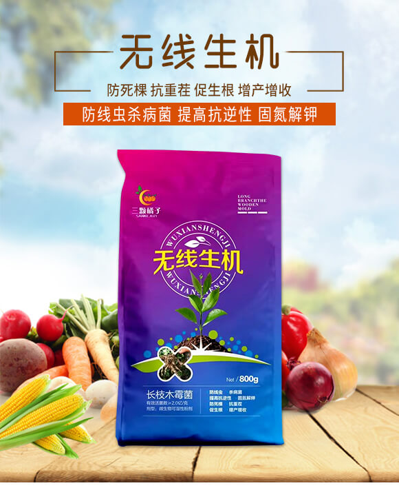 �o�����C-���w����_01