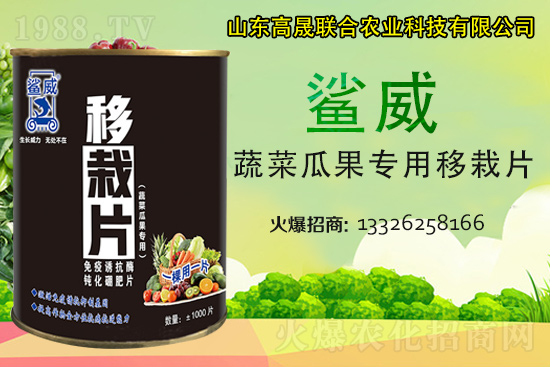 幼苗移栽苗弱、不長、死苗...?蔬菜定植必看