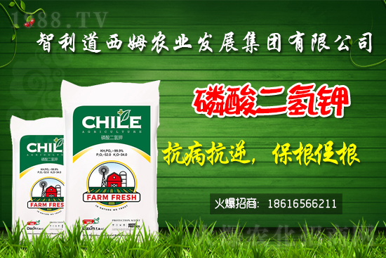 智利道西姆再簽1988.TV，開(kāi)啟網(wǎng)絡(luò)招商新模式！