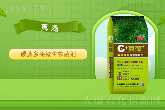 ɽ�|�W�������ٺ�1988.TV���y�ִ����������E��