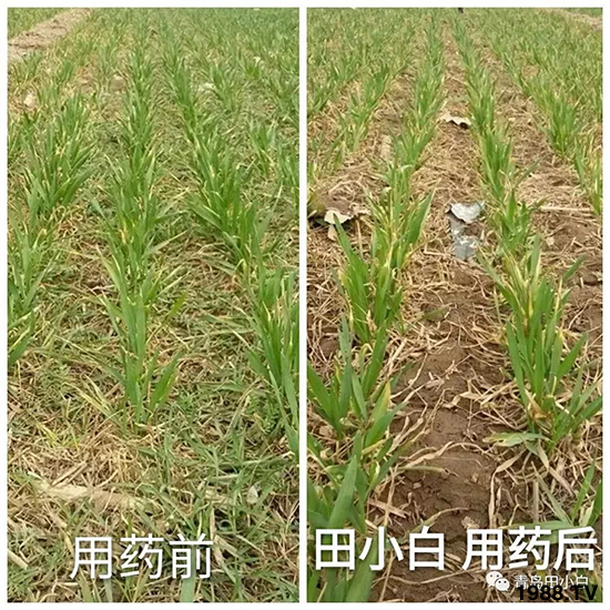 小麥雜草，節(jié)節(jié)麥泛濫成災(zāi)，怎么辦？小麥除草劑怎么選