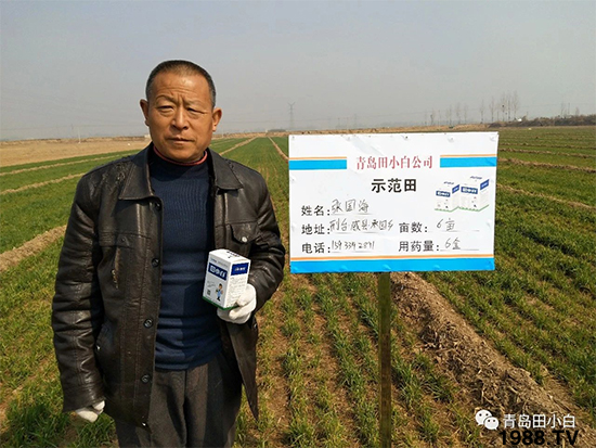 小麥雜草，節(jié)節(jié)麥泛濫成災(zāi)，怎么辦？小麥除草劑怎么選