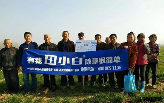 小麥雜草，節(jié)節(jié)麥泛濫成災(zāi)，怎么辦？小麥除草劑怎么選