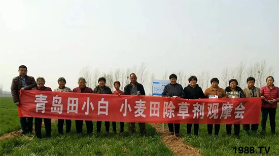 小麥雜草，節(jié)節(jié)麥泛濫成災(zāi)，怎么辦？小麥除草劑怎么選