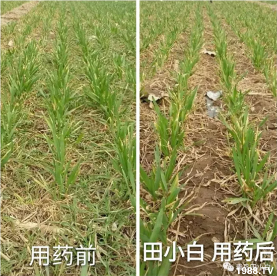 ��(ji��)��(ji��)��Σ����(y��n)����ô������ʲôˎ��Ч���ã�