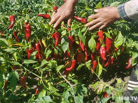 �ӱ������r�I(y��)�Ƽ����޹�˾