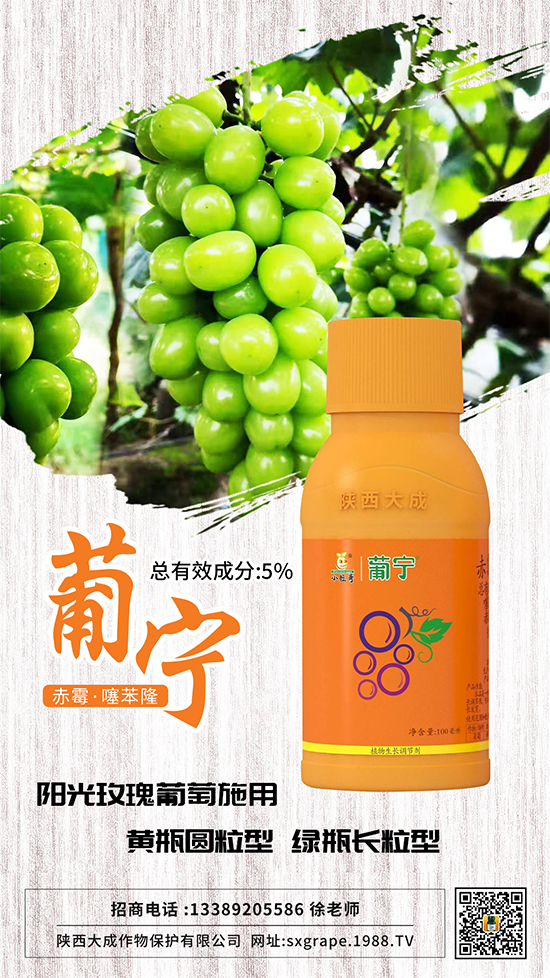 葡萄如何保果座果,減少大小粒?這些管理相當(dāng)重要!