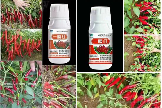 ���t�����95%���߼t�����~�����뷭�׷�����������һ���t��