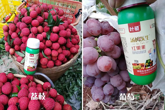 �t���ء�ֻ���D(zhu��n)ɫ�������D(zhu��n)ɫ�졢�����߼t���ó