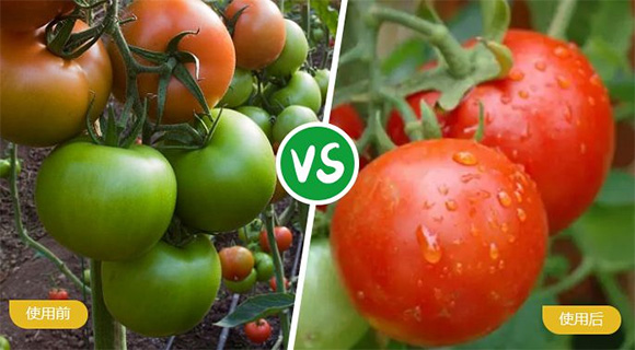 葡萄專用大量元素水溶肥料19-19-19+TE-農(nóng)富天下5