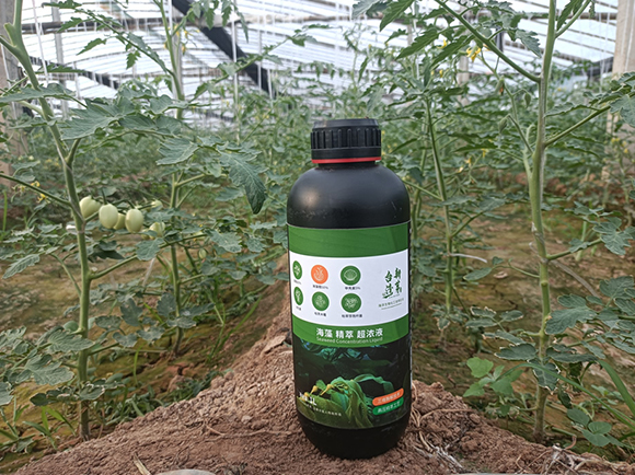 瓶裝海藻精萃超濃液-臺灣新芽2