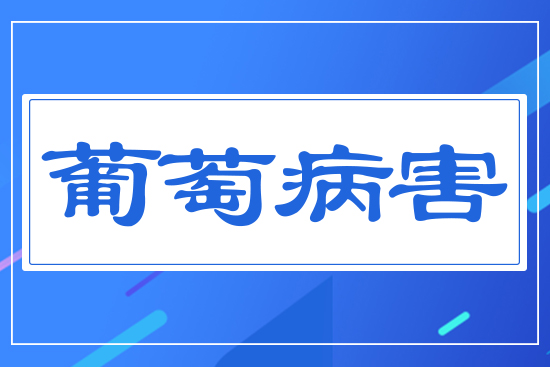 ���Ѳ���