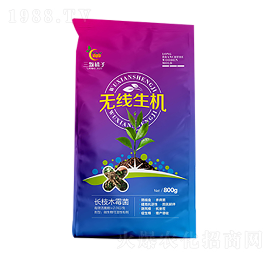 �o�����C-���w����