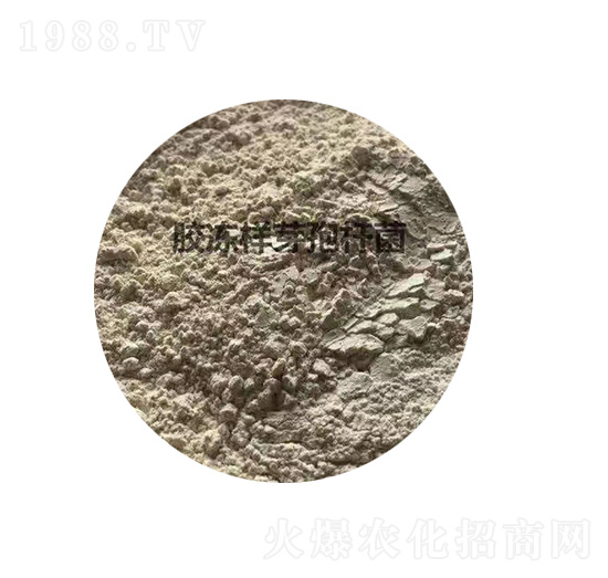 �z����ѿ�ߗU��-�P����