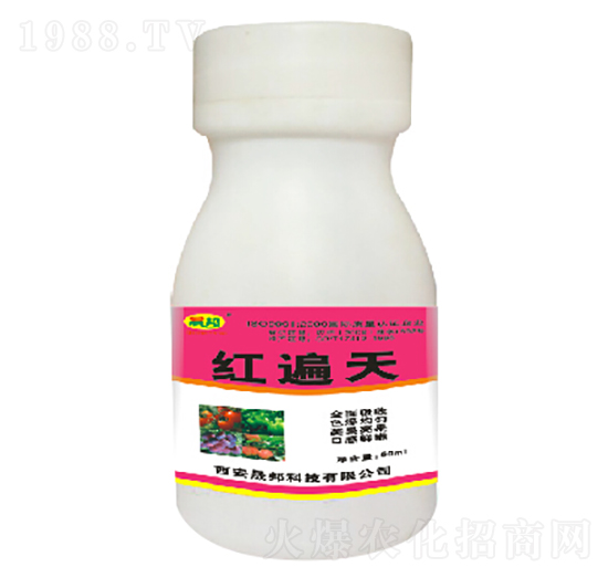 �t����-�ɰ�����