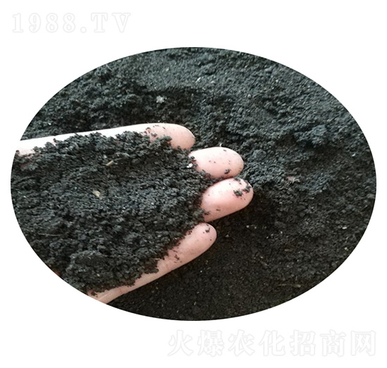 ����������-ʥ������