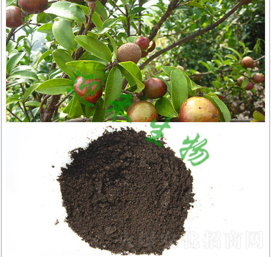 �Ͳ茣(zhu��n)�÷�-ӭ������