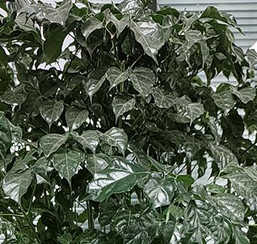 �˶���-��������