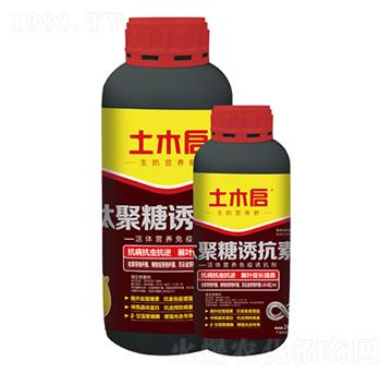 �ľ����T���� ��ľ������