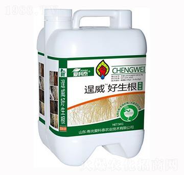 ������-����-�ۿ�̩