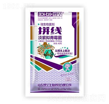 淡紫擬青霉菌-拼線-韓農(nóng)