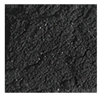 ��ֲ�ḯ�{-��W�Ƽ�