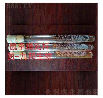 ��������U��-б��ԇ��-�Ű�����